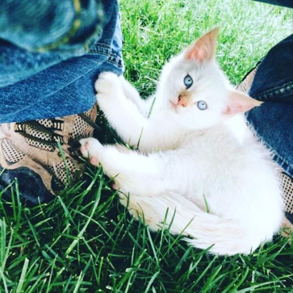/Images/uploads/Humane Society of Utah/HSU2018/entries/4046thumb.jpg
